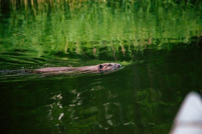 Canoe adventure in Stockholm Archipelago - Bogesundslandet nature reserve: the scenery you actually experience