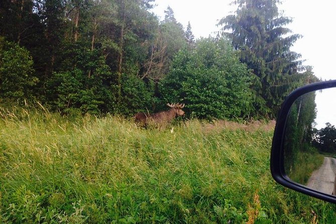 Evening Wildlife Safari from Stockholm - Why an evening wildlife safari works near Stockholm