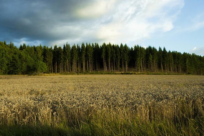 Evening Wildlife Safari from Stockholm - The 4-hour flow: Kungsbro strand meeting to forest searching
