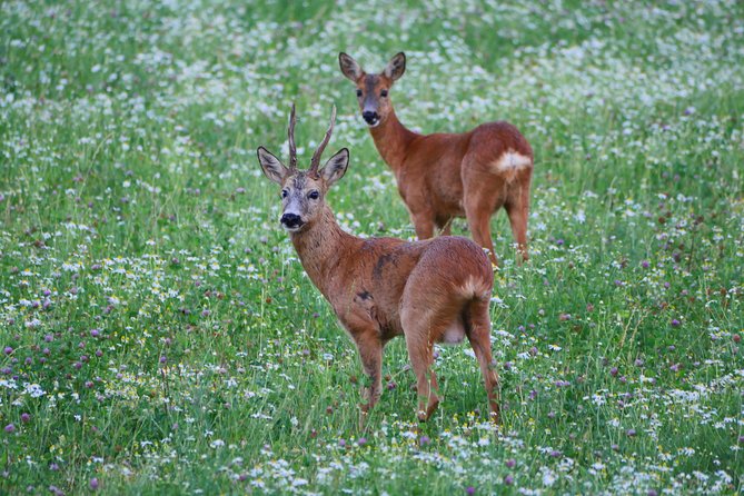 Evening Wildlife Safari from Stockholm - The 15-minute forest hike and Viking rune stones stop