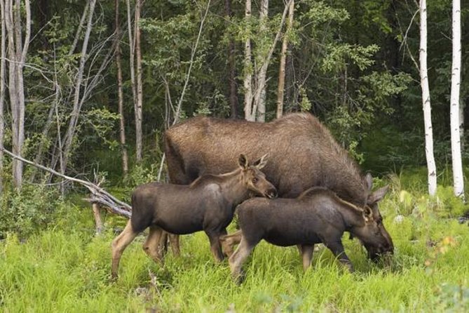 Evening Wildlife Safari from Stockholm - Guides make or break the safari: look for the names you’ll hear