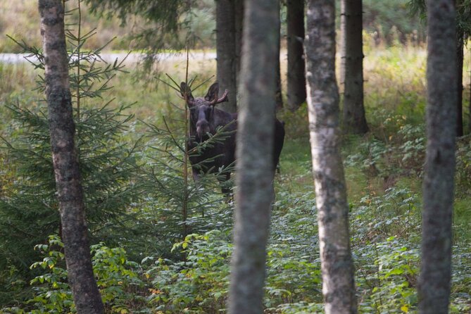 Evening Wildlife Safari Stockholm - Bornsjön’s naturreservat: open-fire dinner with sunset-level views