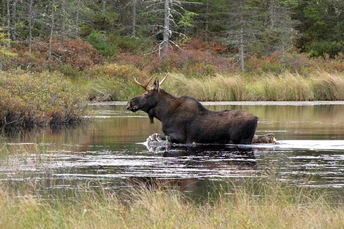 Evening Wildlife Safari Stockholm - Stop 1 at The Green Trails: warm-up, restrooms, and a quick reset