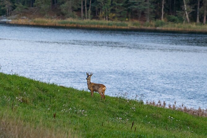 Evening Wildlife Safari with Campfire Dinner from Stockholm - Key things I’d watch for before you go