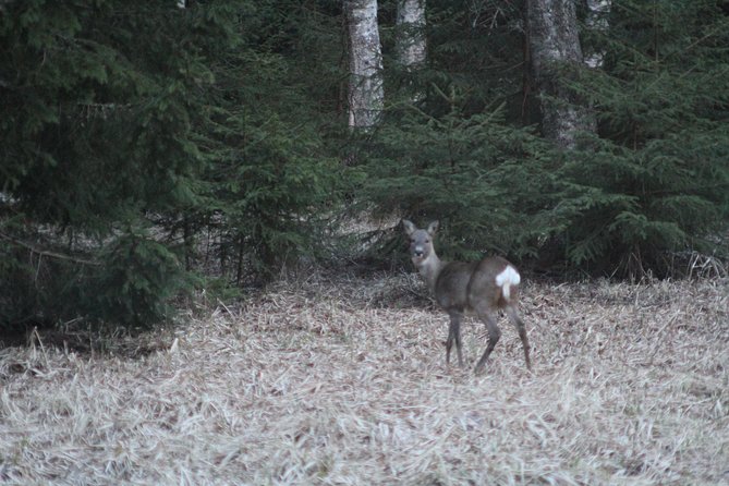 Evening Wildlife Safari with Campfire Dinner from Stockholm - Dinner by fire: how the campfire meal makes the whole evening feel Swedish
