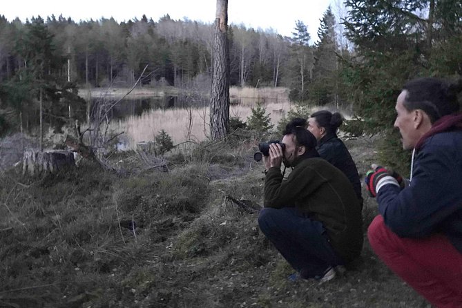 Evening Wildlife Safari with Campfire Dinner from Stockholm - The wildlife safari portion: dusk spotting with the right kind of patience