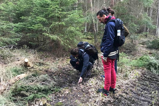 Evening Wildlife Safari with Campfire Dinner from Stockholm - The 18:00–22:00 timing that actually matters for animals