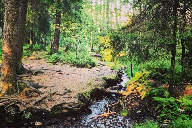 Forestbathing Slow Walking and Healing Spring Water, Stockholm - The spring water stop: bottle filling and grounding talk