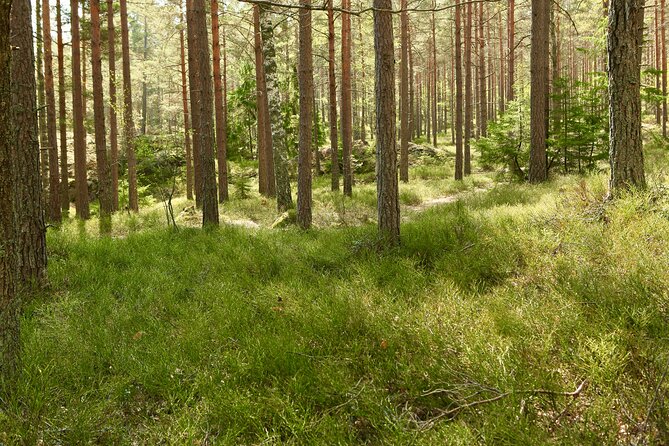 Forestbathing Slow Walking and Healing Spring Water, Stockholm - Price and value: why $213.27 can make sense here