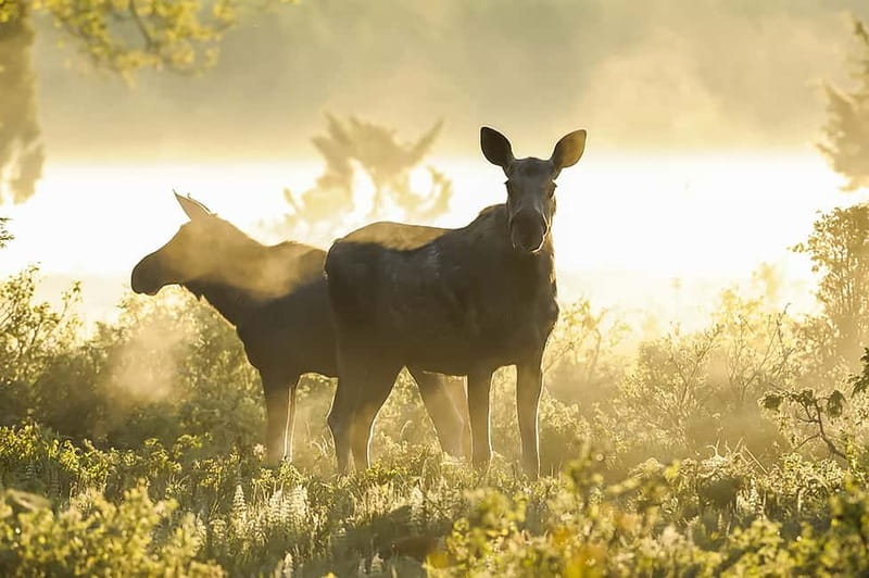 From Stockholm: Moose & Wildlife Safari with Campfire Dinner - Dinner quality: what the campfire meal gets right (and what can vary)