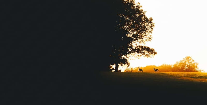 From Stockholm: Moose & Wildlife Safari with Campfire Dinner - Who should go, and who should skip this night hike