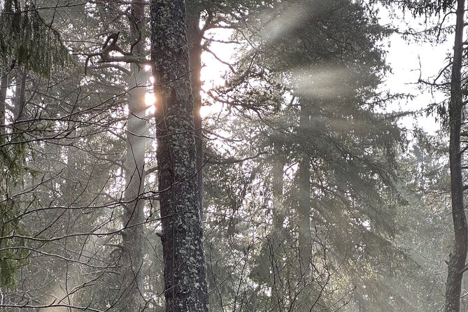 Icebathing and Sauna, Forest Hike and Fireplace Lunch - Private - Practical Tips to Make Your Day Smoother