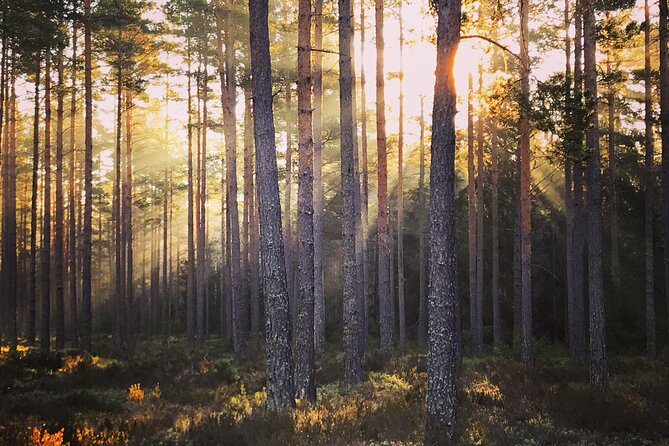 Midnight Sun and Campfire - National Park evening hike Stockholm - The Swedish fika break in a red log-house village
