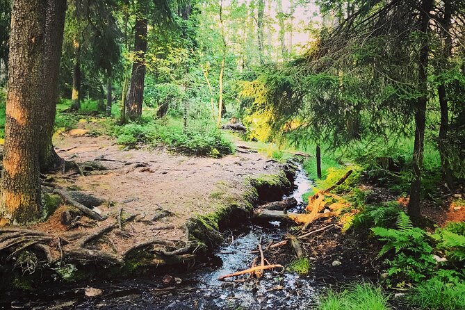 Midnight Sun and Campfire - National Park evening hike Stockholm - What to expect from the pacing and the outdoors part