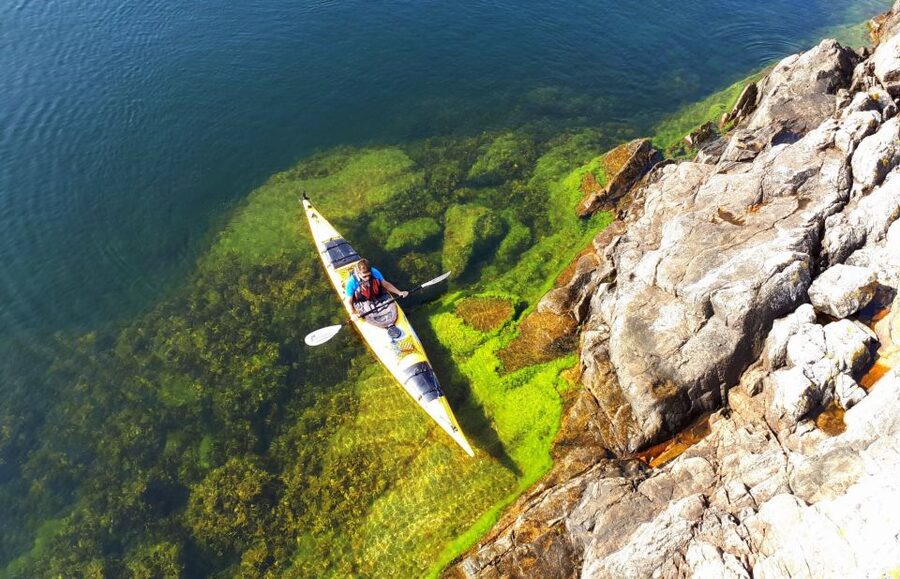 Stockholm: 1, 2, or 3-Day Kayaking Tour in the Archipelago - Wildlife and local plants: what you’ll notice when you’re not rushing