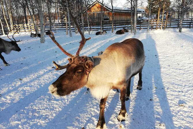 Stockholm Christmas Tour and Food Tasting Experience - Who should book this tour, and who should not