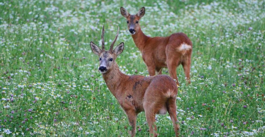 Stockholm: Evening Wildlife Safari with Midsummer Meal - Quick hits before you go