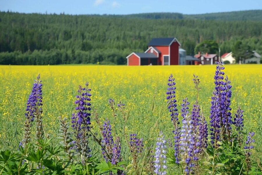 Stockholm: Evening Wildlife Safari with Midsummer Meal - Why this evening safari works so well from Stockholm