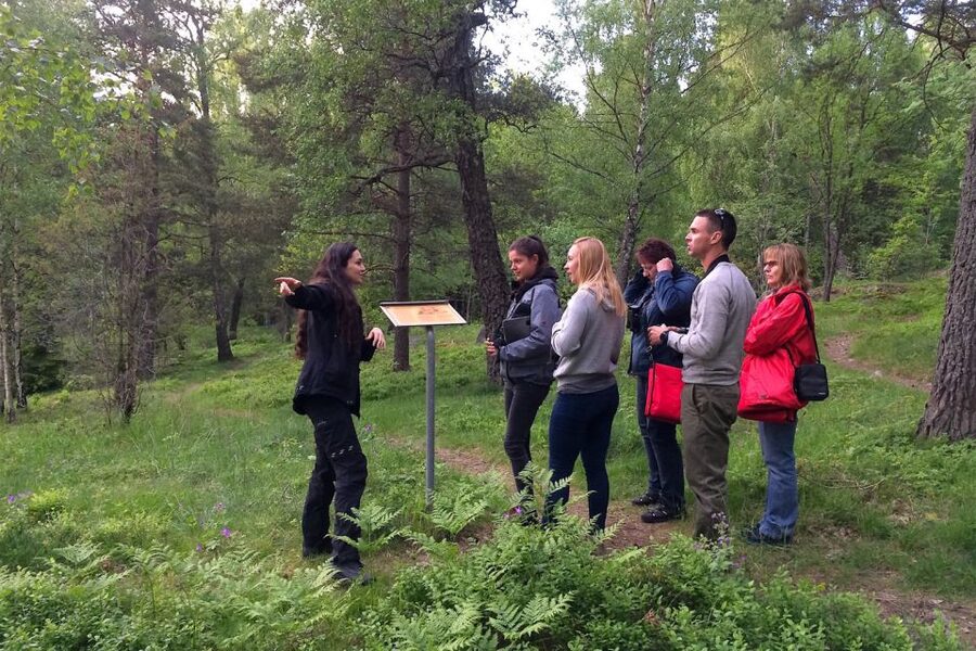 Stockholm: Evening Wildlife Safari with Midsummer Meal - Practical tips to maximize your chances