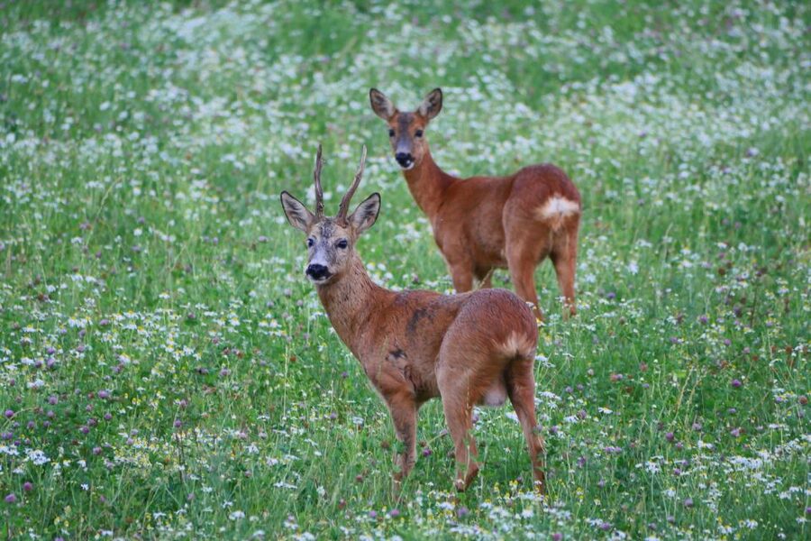 Stockholm: Evening Wildlife Safari with Midsummer Meal - The 4-hour rhythm: van ride, short hike, and midsummer camp timing