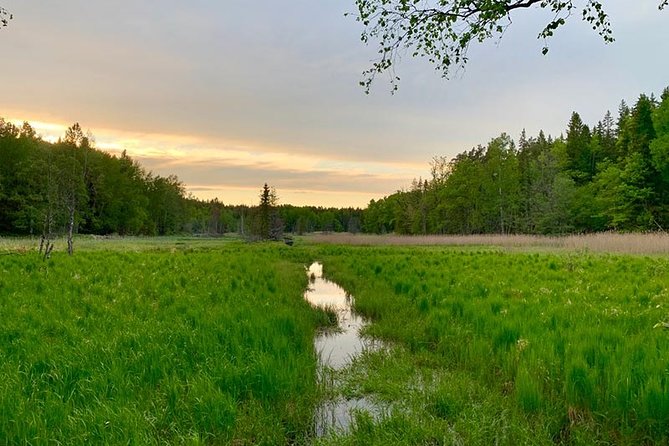 Stockholm: Sunset Hike in Tyresta National Park with Meal - Tyresta Sunset Hike: the feeling you came for