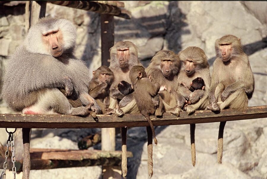Stockholm: The Skansen Aquarium Entry Ticket - Price and logistics: is $18 a good deal?