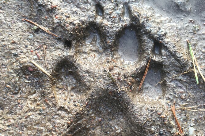 Wolf and Wildlife Tracking in Sweden - How the Howling Session Works (and Why Wolves Might Ignore It)