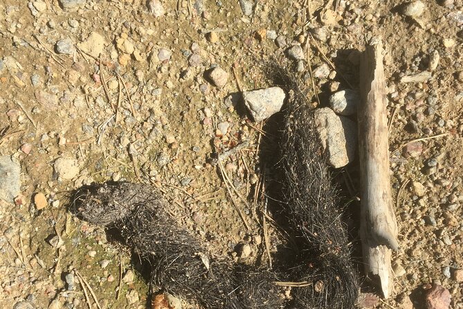 Wolf and Wildlife Tracking in Sweden - Lunch by Fire, Snacks, and the Gear You Actually Use