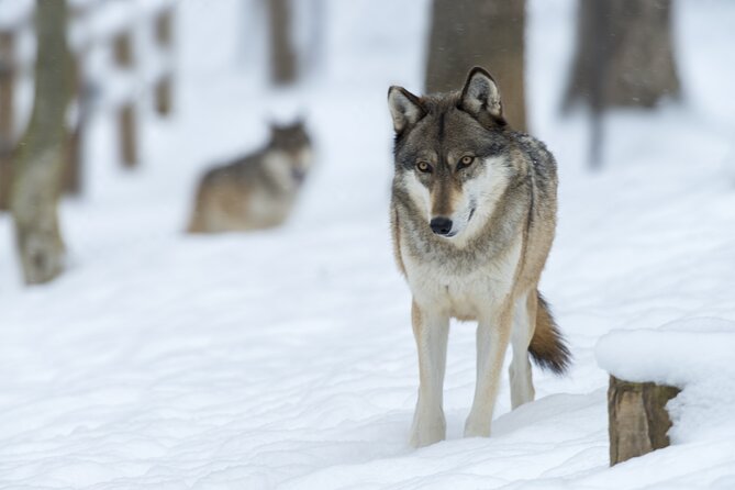 Wolf and Wildlife Tracking in Sweden - Price and Value: What You’re Paying For at $215.95