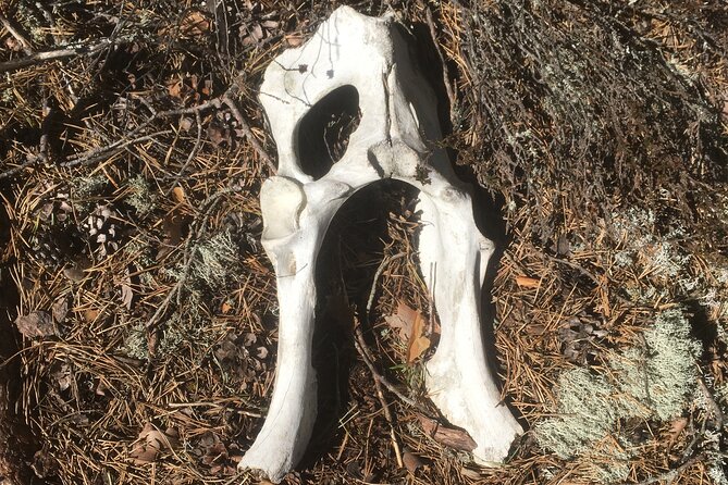 Wolf and Wildlife Tracking in Sweden - Group Size, Timing, and Booking Far Ahead