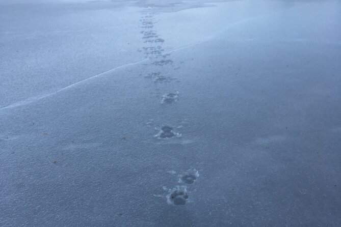 Wolf and Wildlife Tracking in Sweden - What to Expect at Each Stage of the Experience