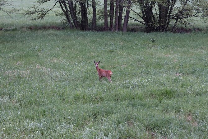 Wolf and Wildlife Tracking in Sweden - The 6 km Wolf Territory Walk: What You’re Actually Looking For